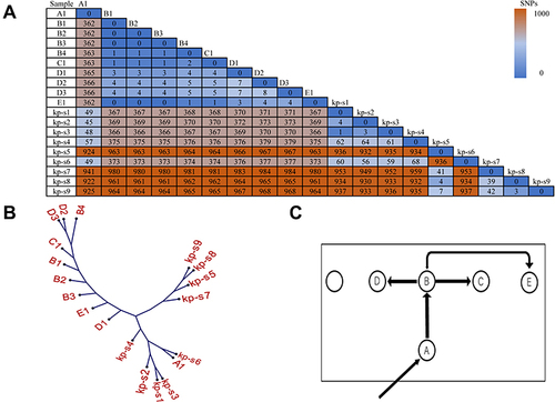 Figure 3 SNP matrix, phylogenetic tree and putative transmission map. (A) The SNP numbers between our isolates and isolates from another hospital (kp-s1 to kp-s9). (B) The SNP based phylogenetic tree of CRKP isolates in our EICU (A to E) and another hospital (kp-s1 to kp-s9). (C) Putative map of CRKP transmission during the outbreak: the square frame represents the EICU ward, nodes show the patients and their relative position in ward, arrows indicate the source and the transmission events from one patient to another.