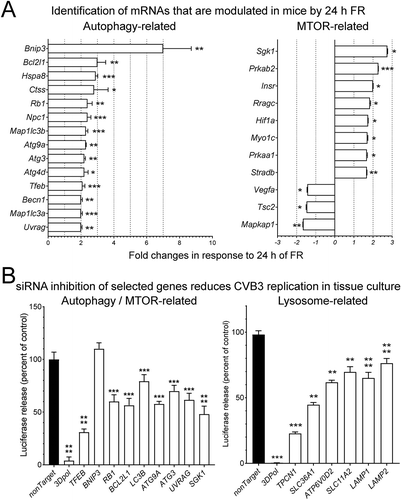 Figure 4. Numerous pancreatic mRNAs are modulated by FR, and their downregulation by siRNAs curtails CVB3 replication. C57BL/6 mice were food-restricted for 24 h, at which time (A) the pancreatic expression of autophagy-related MTOR pathway genes were quantified by PCR array as described in Materials and Methods. The data are presented as fold-changes compared to normal-fed mice (normal fed n = 3, 24 h of FR n = 3). (B) To determine the effect of several of the identified host genes on CVB3 infection, HeLa cells were transfected for 48 h with the indicated siRNAs, prior to being infected with Nluc-CVB3 (MOI = 10) for 24 h. siRNAs also were targeted to various genes related to the lysosomal sensing machinery. The impact of the siRNAs on viral replication was assessed by quantifying nanoluciferase released into the supernatant (presented as a percent of the control non-targeting siRNA) (mean + SEM)
