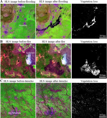 Figure 4. Vegetation loss generated by the global land surface disturbance project can be used to assess the impacts of a variety of natural disasters. For each panel, the first and second columns are Harmonized Landsat Sentinel-2 (HLS) images before and after a natural disaster shown in shortwave-infrared – near-infrared – red band combination. The last columns are vegetation loss layers with >50% vegetation cover reduction shown in white. A. Flooding in Henan, China, 17–31 July 2021. B. Bootleg Fire in Oregon, USA, July 6–Aug 16, 2021. C. Derecho in Iowa, USA, 10–11 August 2020.