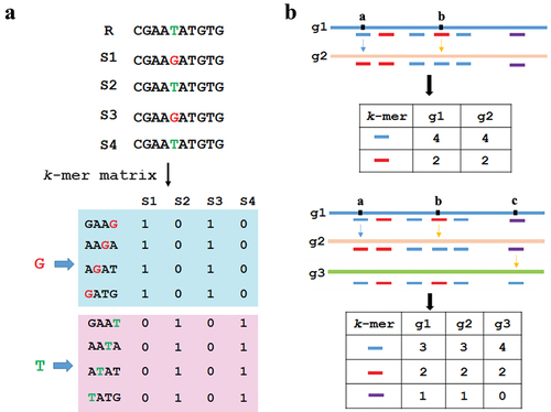Figure 1. k-mer count and genetic variations. (a) The unique k-mer and its tagged SNP site, illustrated here for overlapping k-mers (k = 4, stride = 1) in four sequences. (b) The k-mers with multiple copies and their tagged SNPs. The box with colour denoted the type of k-mer. a, b and c denoted the SNP sites.
