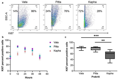 Figure 3. Ki67 proliferation marker differs between Prakriti types. (a) Percent of proliferating cells in LCL populations at 12 hours (representative flow cytometry plots). (b) Ki67 staining over the course of 48 hours of growth. (c) Kapha has significantly lower Ki67-positive cells at 12 h compared to Vata and Pitta [N = 3 (Vata and Kapha) and N = 2 (Pitta), n = 3, error bars denote ±SEM, unpaired t-test ***p < 0.0001, **p < 0.001)