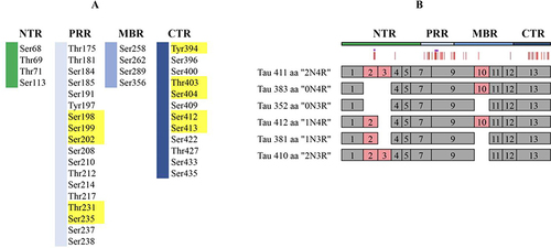 Figure 4 Schematic representation of disease-associated phosphorylation sites in tau. (A) The distribution of tau phosphorylation sites in Homo sapiens (441 aa CNS isoform) was determined by mass spectrometry of PHF tau. Different tau regions are indicated in various colors, with major phosphorylation sites shown in yellow. (B) Schematic representation of splice isoforms of tau in the CNS is provided, with alternatively spliced exons indicated as red boxes. The vertical red lines on top represent the phosphorylation sites listed in (A). Reprinted from Trushina NI, Bakota L, Mulkidjanian AY et al. The Evolution of Tau Phosphorylation and Interactions. Front Aging Neurosci. 2019;11:256. Creative Commons.Citation99