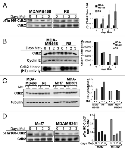 Figure 5. Cdk2 activation is inhibited by methionine stress. (A) Lysates were prepared from MDAMB468 and R8 cells incubated in Met-Hcy+ media for the time period indicated, and levels of Cdk2 and phospho-Thr160 on Cdk2 were measured via immunoblot. Protein levels were determined using a Fuji LAS-400 imaging system. Quantification represents the mean of three experiments +/− standard error. (B) Cdk2 was immunopurified from MDAMB468 and R8 cells incubated in Met-Hcy+ conditions for the time period indicated, and kinase activity was measured in an in vitro kinase activity assay using histone H1 as substrate. Kinase activity was measured by phosphoimaging. (C) Total Cdk2 levels in MDAMB468, R8, MCF7 and MDAMB361 cells were compared between cells grown in methionine medium (“+”) and after cells were cultured in Met-Hcy+ media for 3 d (“-“). Protein concentrations of duplicate samples were determined using a Fuji LAS-400 imaging system and the average of the two samples was plotted. (D) Cdk2 and phospho-Thr160-Cdk2 levels were determined via immunoblot for extracts taken from MCF7 and MDAMB361 breast cancer cells incubated in Met-Hcy+ media for the time period indicated. Protein levels were determined using a Fuji LAS-400 imaging system.