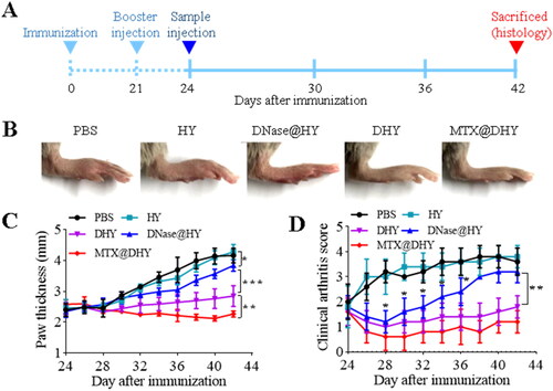 Figure 5. In vivo therapeutic effect of DHY in a collagen-induced arthritis mouse model. (A) Overall experimental timeline for in vivo therapeutic effect evaluation. (B) Representative images of arthritic paws from different groups at the end of the experiments. (C) Hind paw thickness and (D) arthritis scores.