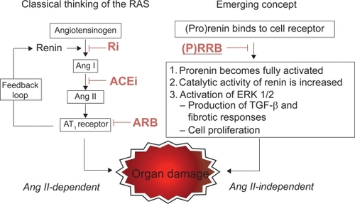 Figure 2 Schematic representation of the classical renin–angiotensin system (RAS) and of the emerging concept integrating the (pro)renin receptor and the blocking of the system at different steps by pharmacological compounds.