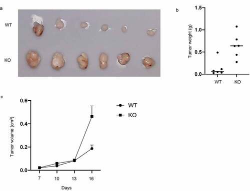 Figure 6. Knockout of RASA4 favors the growth of xenograft tumor in nude mice. (a) Pictures of tumor grown under RASA4 depletion; (b) The tumor volume growth curves from day 0 to day 16; (c) Tumor weight was analyzed after sacrificing the mice