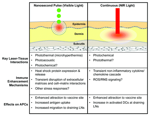 Figure 4. The distinctions between pulsed and continuous wave laser vaccine adjuvants. There are 2 major types of laser vaccine adjuvant (LVA). Each class of LVA has a distinct mode of laser-tissue interaction, mechanisms of action, and the effect on antigen presenting cells (APCs). NIR, near-infrared; ROS, reactive oxygen species; RNS, reactive nitrogen species; DC, dendritic cell; LNs, lymph nodes.