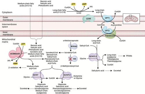 Figure 2. Paralogues of GLYAT and ACSM2B as possible detoxification enzymes of salicylic acid.