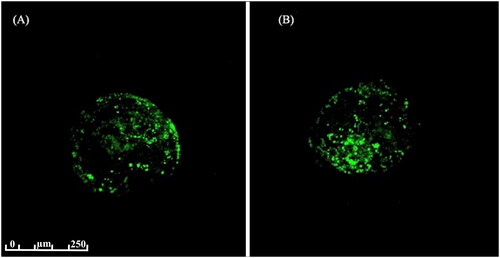 Figure 1. Representative confocal microscopy (LSM Leica sp8; 488-nm argon laser, 20× objective) of embryos stained with Bodipy 493/503. (A) Lipid analysis of embryo from NP2 treatment and (B) lipid analysis of embryo from NP1 treatment.