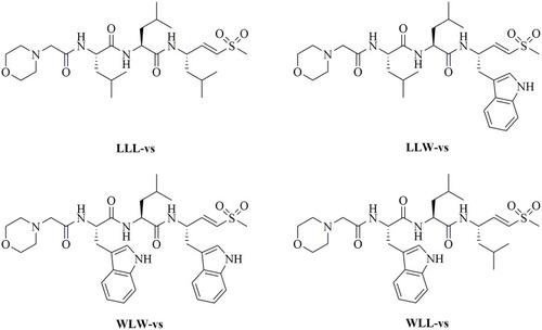 Figure 5 Vinyl sulfone derivatives LLL-vs, LLW-vs, WLW-vs and WLL-