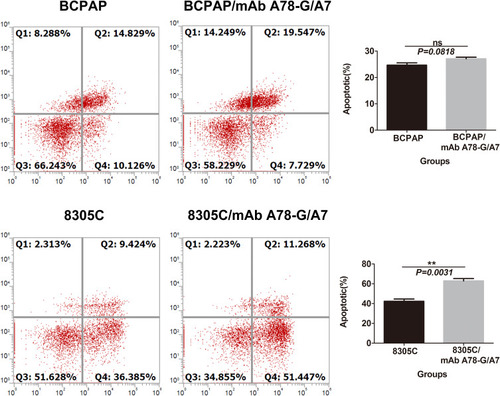 Figure 4 Effects of mAb A78-G/A7 interference on cell apoptosis in BCPAP and 8305C cells.Notes: TC cells were treated with mAb A78-G/A7. Apoptosis was analyzed by flow cytometry in BCPAP and 8305C cells. The horizontal coordinate represents the groupings, respectively are: BCPAP (papillary thyroid cancer cells) and BCPAP/mAb A78-G/A7 (BCPAP cells with mAb A78-G/A7 treated); 8305C (anaplastic thyroid cancer cells) and 8305C/mAb A78-G/A7 (8305C cells with mAb A78-G/A7 treated). The ordinate represents the apoptotic percents. Data=means±SEM. Compared with the BCPAP blank control group, results presented ns (non-significant, P>0.05); While compared with the 8305C, 8305C/mAb A78-G/A7 showed a obvious difference, **P<0.01.Abbreviations: TC cells, thyroid cancer cells; mAb A78-G/A7, Thomsen–Friedenreich monoclonal antibody (A78-G/A7).