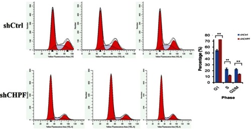 Figure 6 Cell cycle of A549 cell lines was examined by flow cytometry. The A549 cells were arrested in G1 phase after knockdown of CHPF.