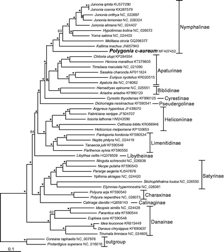 Figure 1. The maximum-likelihood (ML) phylogenetic tree of Polygonia c-aureum and other nymphalid species. Phylogenetic reconstruction was done from a concatenated matrix of 13 protein-coding mitochondrial genes and two ribosomal RNA genes regions in the mitochondrial genome. The numbers beside the nodes are percentages of 1000 bootstrap values (* ≥85%). Alphanumeric terms indicate the GenBank accession numbers.