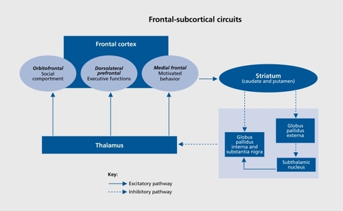 Figure 2. Outline of frontal subcortical circuits relevant to common neurobehavioral sequelae of traumatic brain injury (TBI).Adapted from ref 111: Arciniegas DB, Beresford TP. Neuropsychiatry: an introductory Approach. Cambridge, UK: Cambridge University Press; 2001:58. Copyright © Cambridge University Press, 2001