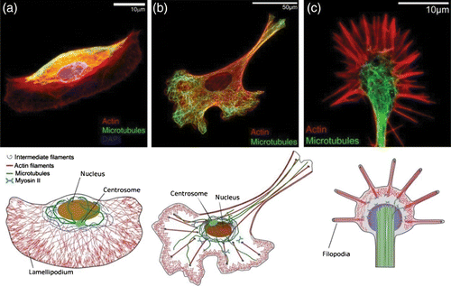 Figure 19. Fluorescently labeled cytoskeleton of three different types of adhering cells with actin marked in red and MTs marked in green. (a) Fish keratocytes, (b) fibroblast, and (c) neuronal growth cone. These three cell types illustrate the large diversity of cytoskeletal architectures which is likely to result in very different mechanical characteristics. The cytoskeleton architecture of the respective cells is further illustrated below the fluorescence images. Similar figure already appeared in Citation372.