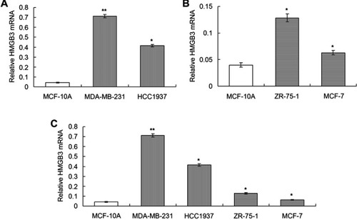 Figure 1 Determination of mRNA expression of HMGB3 in different breast cancer cells using qRT-PCR assay. (A). Statistical analysis for HMGB3 mRNA in MCF10A, MDA-MB-231 and HCC1937 cells. (B). Statistical analysis for HMGB3 mRNA in MCF10A, ZR-75-1 and MCF7 cells. (C). Statistical analysis for HMGB3 in all of the normal cells and breast cancer cells. *p<0.05, **p<0.01 vs MCF10A cells.Abbreviation: HMGB3, High-mobility group box 3.