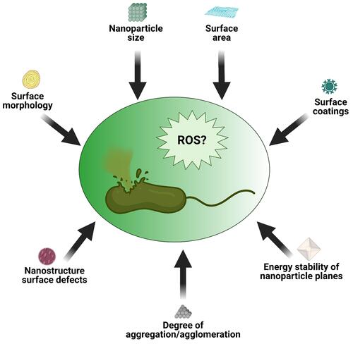 Figure 5 Schematic illustration of some NP characteristics capable of inducing ROS and subsequent bacteria death.