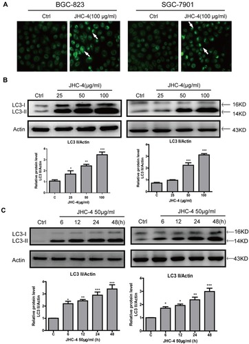 Figure 2 JHC-4 upregulated the protein levels of LC3-II in gastric cancer cells. (A) Autophagic vacuoles of gastric cancer cells were checked by MDC staining, after treatment with 100 μg/mL of JHC-4 for 48 hrs. (B) The level of LC3 in gastric cancer cells was detected by Western blot, after treatment with different concentrations of JHC-4 for 48 hrs. (C) The level of LC3 gastric cancer cells was detected by Western blot, after treatment with 50 μg/mL of JHC-4 for different time. The data are expressed as the mean±S.D. of three independent experiments. *Indicates a significant difference from control by Student’s t-test analysis. *P<0.05, **P<0.01, ***P<0.001.