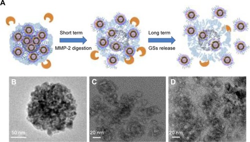 Figure 4 The study of THNCs degradation.Notes: (A) Schematic mechanism of THNC degradation. TEM image of degraded THNCs at different incubation times: (B) 0 h, (C) 6 h and (D) 16 h.Abbreviations: GSs, Greek soldiers; MMP-2, matrix metalloproteinase-2; TEM, transmission electron microscopy; THNCs, Trojan Horse nanocarriers.