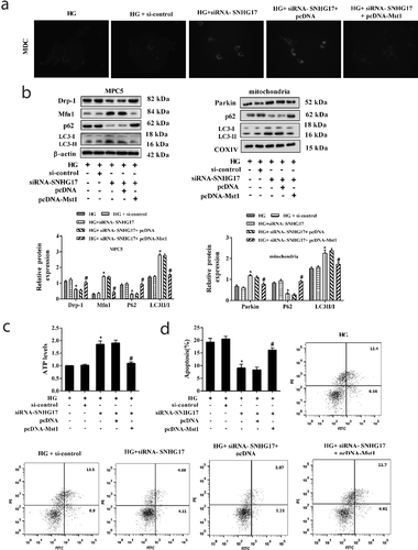 Figure 6. SNHG17 regulated mitophagy and apoptosis of podocytes through Mst1. MPC5 cells were divided into HG, HG+si-control, HG+siRNA-SNHG17, HG+siRNA-SNHG17+ pcDNA, HG+siRNA-SNHG17+ pcDNA-Mst1 groups. a. Monodansylcadaverine (MDC) staining was used to evaluate the formation of autophagosomes in MPC5 cells. b. Left: The protein levels of Mfn1, p62, LC3, and Drp-1 were detected in MPC5 cells. Right: The protein levels of Parkin, p62, and LC3 were detected in the mitochondria of MPC5 cells. c. ATP level was detected in MPC5 cells using the ATP Bioluminescence Assay Kit. d. The apoptosis of podocytes was detected using the flow cytometry method. Three replicates were used. *p < 0.05 vs HG+si-control; #p < 0.05 vs HG+siRNA-SNHG17+ pcDNA.