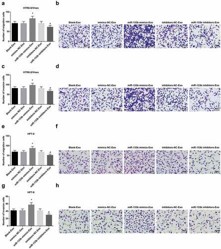 Figure 6. Elevated exosome-derived miR-133b from hUC-MSCs facilitates HTR8-S/Vneo and HPT-8 cell migration and invasion. a. Quantitative results of HTR8-S/Vneo cell migration in each group; b. Detection of HTR8-S/Vneo cell migration in each group by Transwell assay; c. Quantitative results of HTR8-S/Vneo cell invasion in each group; d. Detection of HTR8-S/Vneo cell invasion in each group by Transwell assay; e. Quantitative results of HPT-8 cell migration in each group; f. Detection of HPT-8 cell migration in each group by Transwell assay; g. Quantitative results of HPT-8 cell invasion in each group; h. Detection of HPT-8 cell invasion in each group by Transwell assay; *, P < 0.05 vs the mimics-NC-Exo group; #, P < 0.05 vs the inhibitors-NC-Exo group; the data in the figure were all measurement data expressed as mean ± standard deviation; comparison among multiple groups was analyzed by one-way ANOVA, after which pairwise comparison was performed with Tukey’s multiple comparisons test.