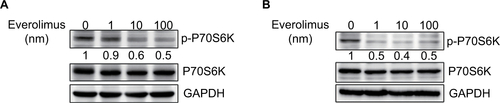 Figure S1 Inhibition of p70S6K activity via everolimus treatment in skin SCC cells.Notes: Everolimus-induced changes in p70S6K activity in A431 (A) and HSC-1 (B) cells were analyzed by performing immunoblotting assays.