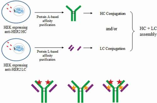 Figure 7. Future proposed strategies based on the described method to obtain homogeneous ADCs. The same conjugation could occur in either LC or HC. After assembly, the ADC could be loaded with 2 different site-directed payloads