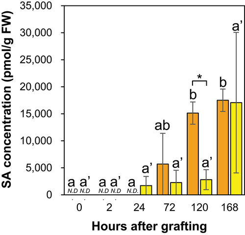 Figure 11. The SA concentration in the graft junctions of Nb/Sl and Nb/At. Orange and yellow indicate graft junctions of Nb/Sl and Nb/At, respectively. Different letters (a, b) and with dash (a’) indicate significant differences in each stage of the graft junctions of Nb/Sl and Nb/At according to the Tukey-Kramer test (p ≤ 0.05), respectively. * indicates significant differences according to Student’s t-test (p ≤ 0.05). Values are the means of four biological replicate samples, and error bars indicate the standard error of four biological replicate samples. N.D. indicates not detected.