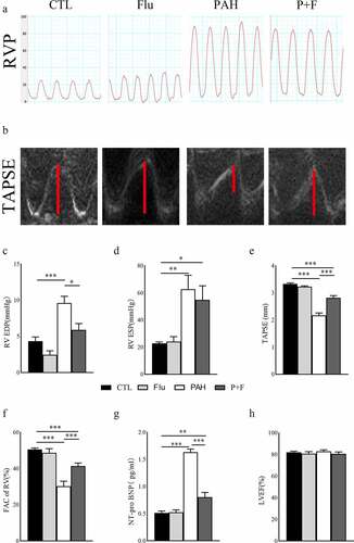 Figure 1. The RV function variation in PAH animals and fluvoxamine-treated PAH rats. (a) The RVP in the four groups, (b) The TAPSE in the four groups; (c) The statistical results of RV EDP(n = 5), (d) the statistical results of RV ESP(n = 5), (e) The statistical results of TAPSE (n = 6), (f) The statistical results of RV FAC (n = 6), (g) Quantification of the plasma concentration of NT pro-BNP (n = 8), (h) The LVEF in the four groups (n = 6), RVP right ventricular pressure, TAPSE tricuspid annular plane systolic excursion, RV EDP right ventricular end-diastolic pressure, RV ESP right ventricular end-systolic pressure, FAC fraction of area change, NT-pro BNP N-terminal pro-B-type natriuretic peptide, LVEF left ventricular ejection fraction, * P < 0.05, ** P < 0.01, *** P < 0.001.