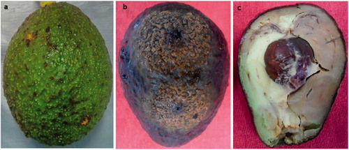 Figure 1. Original anthracnose symptoms (a), symptoms in the pathogenicity test showing abundant sporulation on the pericarp (b) and dark soft rot in the mesocarp (c).