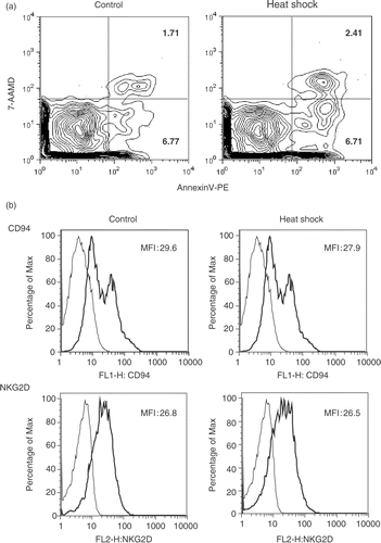Figure 4. Heat shock does not induce cell death and down-regulation of surface molecules. (a) PBMC were recovered at 5 h after heat shock, stained with anti-CD56-APC and anti-CD3-PECy7, Annexin V-PE (for apoptotic cells) and 7-AAMD (for dead cells). NK (CD3−CD56+) cell population was analyzed by the fluorescence intensities of Annexin V and 7-AAMD. Numbers at the right side of each panel indicate percentages of each fraction. Representative data from four donors are shown. (b) Heat-treated NK cells in (a) were analyzed for the expression of indicated surface molecules with FITC-or PE-conjugated mAbs. Thick lines indicate the cell surface receptor expression with or without heat shock and thin lines indicate the isotype-matched controls. Representative data was obtained from three donors.