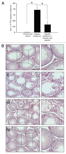 Figure 4 A study to assess the ability of the anti-adjudin antibody to protect adjudin-induced germ cell loss from the seminiferous epithelium in rat testes. (A) Adjudin competed with the binding of [3H]-adjudin to its antibody in a competitive binding assay. (B) Anti-adjudin IgG blocked the effects of adjudin on Sertoli-germ cell adhesion. (i) Cross-section of the control testis. (ii) Cross-section of the testis 21 days after treatment with adjudin (50 mg/kg b.w.). (iii) Cross-section of the testis 21 days after treatment with non-immune rabbit IgG and adjudin (50 mg/kg b.w.). (iv) Cross-section of the testis 21 days after treatment with anti-adjudin IgG and adjudin. All cross-sections were stained with H&E. Boxed areas in (i–iv) represent magnified views, and these are shown to the right of each image. Bar in (Bi) [also applies to (Bii–iv)] = 125 µm; bar in magnified views = 75 µm. Error bars represent mean ± SD from four different experiments. *p < 0.05. (two-way ANOVA followed by Tukey's post-hoc test).