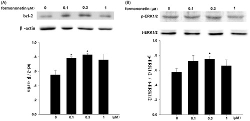 Figure 4. Effect of formononetin on the protein expression of bcl-2 and p-ERK1/2 in CNE2 cells. (A) Formononetin increased the expression levels of bcl-2 protein, β-actin was used as the loading control. *p < 0.05 versus control; n = 3. (B) Formononetin elevated the expression levels of p-ERK1/2 protein, t-ERK1/2 was used as the loading control. *p < 0.05 versus control; n = 4.