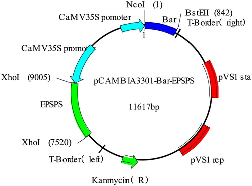 Figure 1. pCAMBIA3301-Bar-EPSPS vector map.