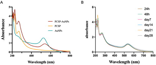 Figure 2. The UV-vis absorption spectra (200-800 nm). (A) The UV-vis spectra for PCSP, PCSP-AuNPs, and AuNPs. (B) The UV-vis spectra of PCSP-AuNPs at different time periods.