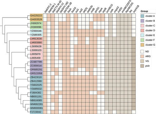 Figure 4 Core-genome phylogeny of the CRKP isolates, antimicrobial resistance genes, virulence-associated genes and virulence-associated plasmids. The maximum likelihood phylogeny tree was based on single-nucleotide polymorphisms in the core genomes of 26 CRKP isolates. Genome clusters are shaded using different colors. Distribution of virulence-associated genes, antimicrobial resistance genes and virulence-associated plasmid in CRKP strains. Heat maps were generated by aligning the draft genome sequence of each isolate with the sequences deposited in the BIGSdb Klebsiella genome database. The scale bar indicates nucleotide divergence. The origins of the isolates are shown in different colors. Antimicrobial resistance genes, virulence-associated genes and virulence-associated plasmid are shown on the top.