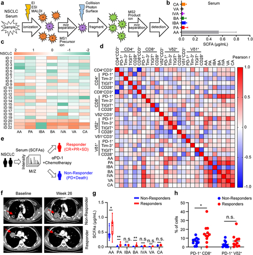 Figure 1. Serum butyric acid amount is correlated with anti-PD-1 efficacy in NSCLC patients. (a) Overview of experimental design. Targeted metabolomics (GC-MS/MS) analysis procedure. (b, c) the serum levels of acetic acid (AA), propionic acid (PA), isobutyric acid (IBA), butyric acid (BA), isovaleric acid (IVA), valeric acid (VA) and caproic acid (CA) in NSCLC patients were detected by GC-MS/MS (n = 22). (d) Linear regression analysis between SCFAs (AA, PA, IBA, BA, IVA, VA and CA) levels and surface markers (PD-1+, Tim-3+, TIGIT+, CD28+) on T cells (CD4+, CD8+, Vδ1+, and Vδ2+) in patients with advanced lung cancer (n = 22). (e) experimental design. SCFAs levels in serum of patients with NSCLC were detected by GC-MS/MS before therapy with anti-PD-1 and chemotherapy. (f) CT scans showing changes of tumor size in patients with NSCLC who received intravenous anti-PD-1 and chemotherapy. (g) the serum SCFAs from patients with NSCLC were measured and compared between responders (complete response, partial response or stable disease; CR, PR or SD) and non-responders (progressive disease, PD or death). (h) the level of PD-1 on circulating CD8+ and Vδ2+ T cells in responders (N) versus non-responders (NR) of NSCLC (N, n = 11; NR, n = 11). The Pearson correlation was used in (d); two-tailed unpaired Student’s t-test (g and h). Data represented mean or mean±SD. *P < .05, **P < .01, ***P < .001, ****P < .0001. n.s., not significant.