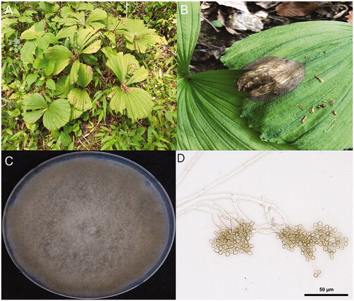 Figure 1. Symptoms of gray mold disease on C. japonicum. (A, B) Gray mold symptom of C. japonicum at a natural habitat; (C) Colony morphology of B. cinerea on PDA media; (D) Conidia of B. cinerea, isolated from C. japonicum. Red bar presents 50 μm.