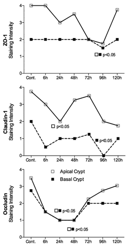 Figure 4. Irinotecan causes tight junction defects in the colon of DA rats. ZO-1 protein expression was significantly decreased in the apical crypt epithelium 96 h following chemotherapy. Irinotecan caused significant downregulation in claudin-1 protein expression in the apical crypt epithelium 24 h following treatment, while a significant decrease was observed 96 h following irinotecan in the crypt crypt epithelium of the colon. Significant downregulation in occludin protein expression was observed at 24 and 48 h following irinotecan administration in the apical and basal crypt epithelium. ZO-1, claudin-1, and occludin protein expression was analyzed in the basal and apical crypt epithelium of the colon. Staining intensity was analyzed in a blinded fashion (HR Wardill and RJ Gibson) using a validated semi-quantitative grading system.Citation55 A Kruskall–Wallis with a Dunn multiple comparison was performed to determine significance. Data presented as median values (n = 39); ■□ P < 0.05 vs. control.