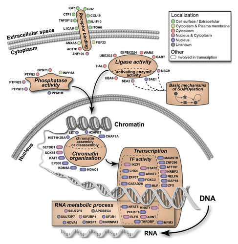 Figure 2. A summary of factors detected in the screen along with their membership in enriched GO categories. See Figure S2 for additional details.