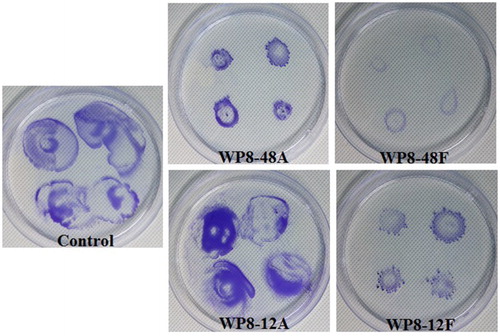 Figure 5. Effects of metabolites of Bacillus pumilus WP8 on twitching motility of Rs1115. 12A and 48A represent primary and secondary metabolites with autoclaving treatment; 12F and 48F represent primary and secondary metabolites with filtration treatment using 0.22 μm filters.