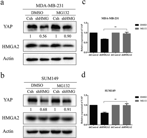 Figure 7. The decrease of the YAP protein level caused by proteasome activity