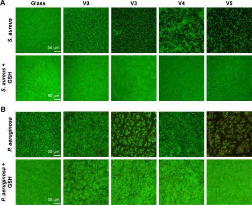 Figure 9 Qualitative assessment of antiseptic property against adherent bacteria by CLSM fluorescence.Notes: (A) For Gram-positive Staphylococcus aureus, biofilm formation illustrated by live/dead staining results on the five samples in TSB medium with or without GSH antioxidant; (B) for Gram-negative Pseudomonas aeruginosa, biofilm formation illustrated by live/dead staining results on the five samples in TSB medium with or without GSH antioxidant. Magnification ×200.Abbreviations: CLSM, confocal laser-scanning microscopy; V0, homogeneous vanadium metal nanoparticles deposited on quartz glass; V3, homogeneous V2O3 nanoparticles deposited on quartz glass; V4, homogeneous VO2 nanoparticles deposited on quartz glass; V5, homogeneous V2O5 nanoparticles deposited on quartz glass; TSB, trypticase soy broth; GSH, glutathione.