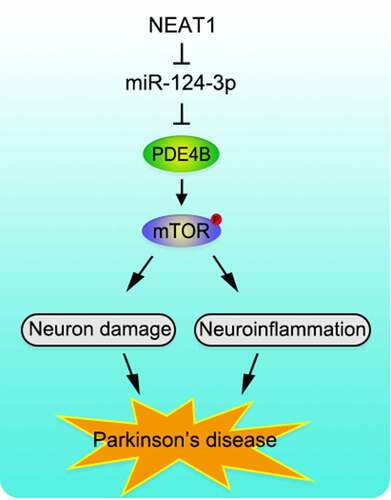Figure 6. Graphic Abstract. NEAT1 functions as a molecular sponge to regulate miR-124-3p, PDE4B and mTOR signaling, to mediate the neurological inflammation and injury in PD