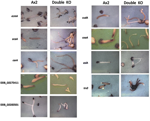 Fig. 1. Comparison of prestalk specific gene expression in Ax2 and the stlA/stlB double-knockout mutant strains.