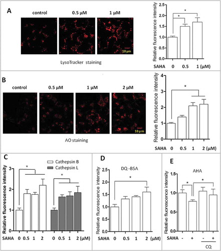 Figure 1. SAHA treatment activates lysosomal function in human cancer cells. (A) Human colon cancer cells HCT116 were treated with SAHA at the indicated concentration for 12 h. Cells were then stained with LysoTracker Red DND-99 (50 nM) for 15 min. Fluorescence intensity of the treated cells was measured by confocal microscopy (left) and flow cytometry (right). Scale bar: 10 µm. (B) HCT116 cells were treated with SAHA for 12 h as indicated, followed by staining with 1 µM acridine orange (AO) for 30 min and analyzed by confocal microscopy (left) and flow cytometry (right). Scale bar: 10 µm. (C) HCT116 cells were treated with SAHA for 12 h as indicated. Cells were then loaded with Magic Red CTSB/Cathepsin B or CTSL/Cathepsin L reagents for 15 min and measured by flow cytometry. (D) HCT116 cells were first loaded with DQ Red BSA for 1 h and then treated with SAHA (1 µM) for 12 h and measured by flow cytometry. (E) HCT116 cells were first labeled with AHA (25 µM) for 16 h. After chasing out, cells were treated with SAHA (1 µM) in the presence or absence of CQ (25 µM) for 12 h and then harvested for ‘click reaction’. Cells fluorescence intensity was measured by flow cytometry. The numeric data in panels A to E are presented as mean ± SD from 3 independent experiments and statistical significance is indicated in the bar chart (*P < 0.05).