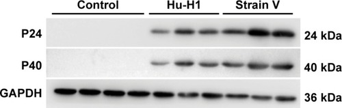 Figure 4 Identification of BDV infection in rats. BDV-specific antibodies (P24 and P40) identified the stable expression of virus in the hippocampus of rats 8 weeks postinfection compared with the control group.