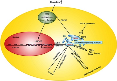 Figure 2 Control point of HMGCR.