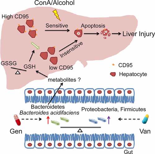 Figure 9. Working model of the mechanism of BA protection against CD95-dependent autoimmune/alcohol-induced liver injury. Antibiotics induce polarization of the gut microbiota. Gen treatment induces the enrichment of BA in the intestine. BA decreases the GSSG/GSH ratio in the liver, likely by secreting some metabolites that inhibit hepatocyte apoptosis and ConA- or alcohol-induced liver injury by suppressing CD95 expression in hepatocytes.