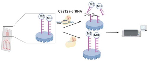 Figure 4. Schematic illustration of E-CRISPR method. Nonspecific ssDNA reporter is tagged with methylene blue and immobilized on the gold electrode. In the presence of the target DNA, CRISPR-Cas12a destroy ssDNA reporter and result in the separation of methylene blue tag as well as the lower electrochemical signal